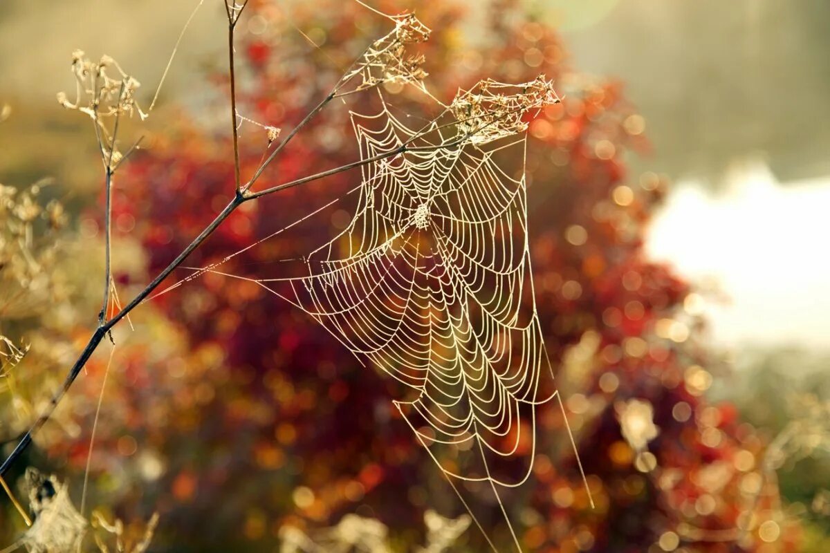 летающая паутина. летающая паутина. дождь из пауков в австралии. бабье лето паутина. нить паутины.