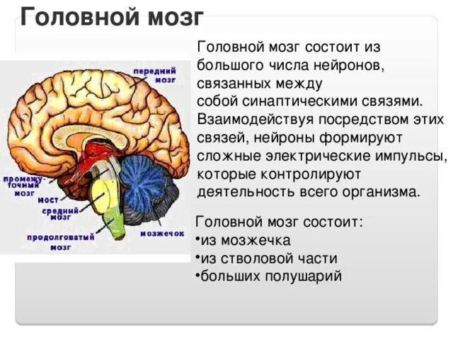 Строение головного мозга человека. Головной мозг момтоитиз. Из чего состоит мост головной. Мозг человека доклад. Из каких веществ состоит мозг