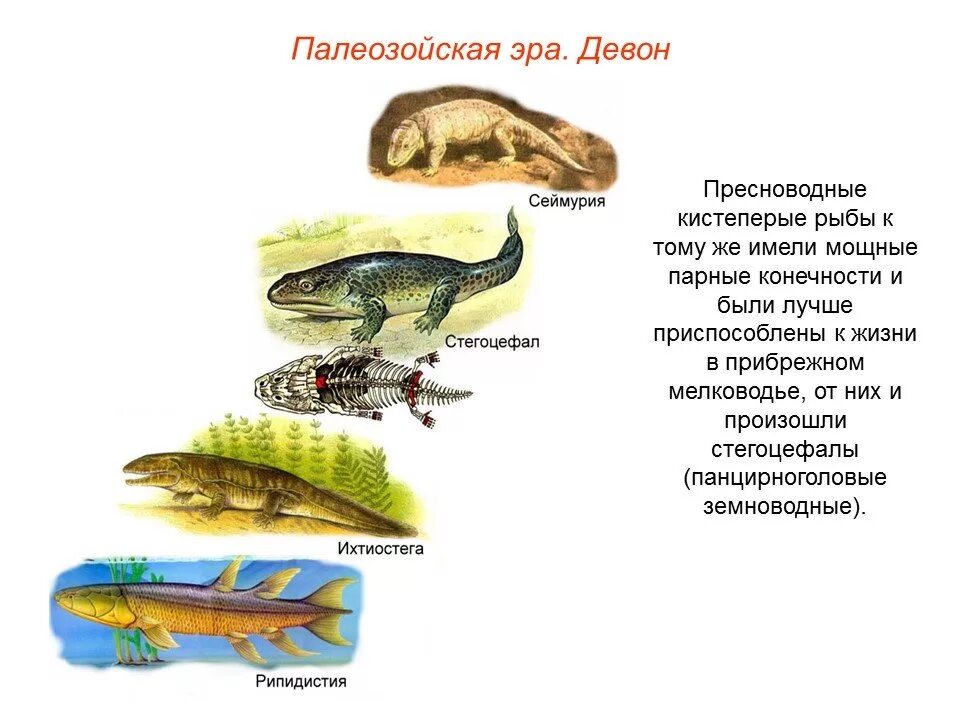 Палеозойское земноводное. Стегоцефалы палеозой. Переходные формы животных. Современные переходные формы животных. Переходные формы в биологии.