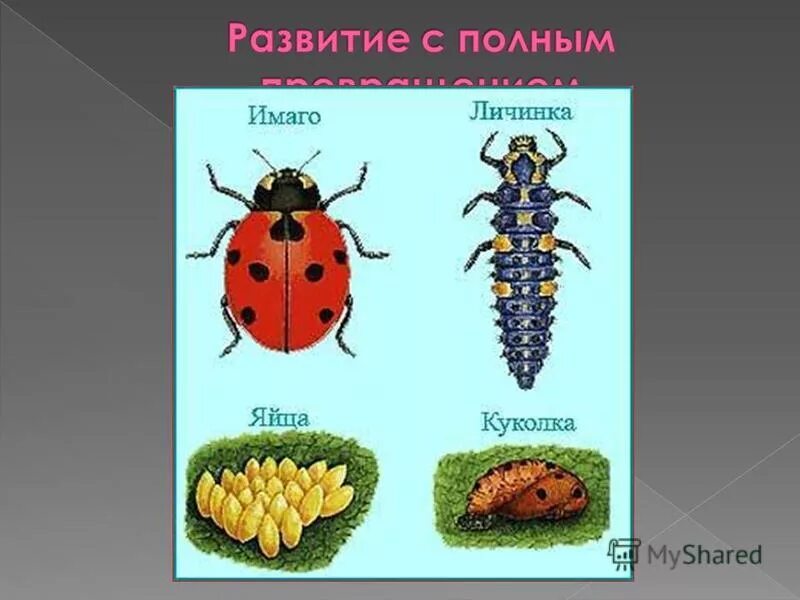 личинка и куколка питаются одинаковой пищей