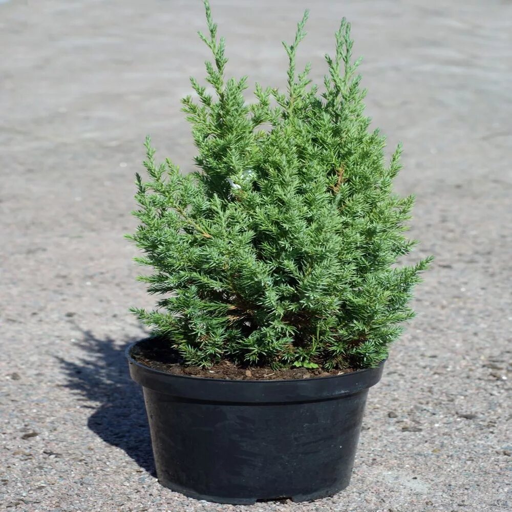 можжевельник средний минт джулеп. можжевельник грин карпет. можжевельник пфитцериана компакта. можжевельник казацкий габитус. можжевельник казацкий кнап хилл.