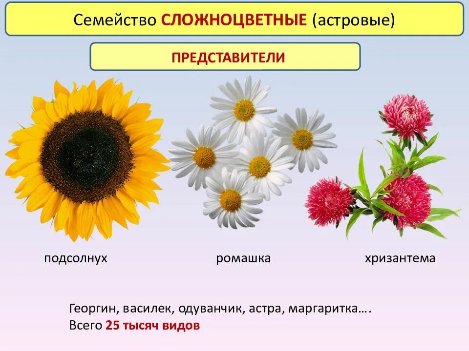 Растения семейства астровые название. Астровые Сложноцветные Василек. Двудольные семейство Сложноцветные. Семейство Сложноцветные подсолнечник. Двудольные цветки у сложноцветных.