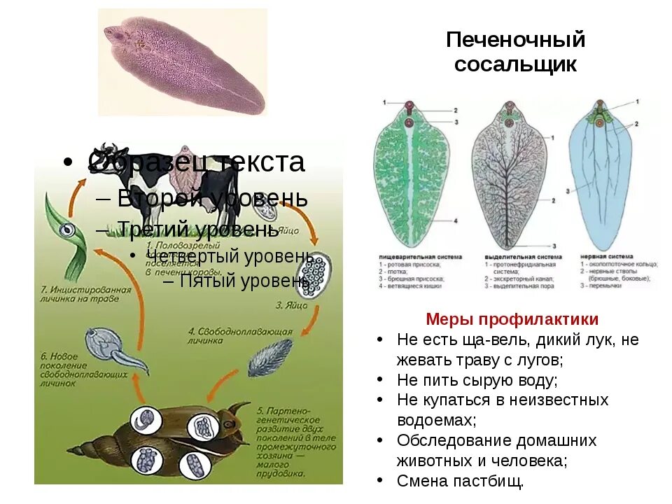 Образ жизни печеночного сосальщика. Цикл развития ленточного сосальщика. Печеночный сосальщик способ заражения. Меры профилактики печеночного сосальщика. Строение сосальщика.