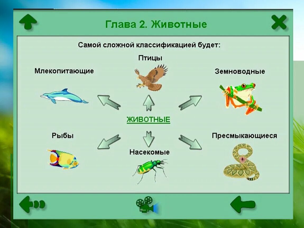 Классы животных. Классификация животных схема. Классификация животногомра.