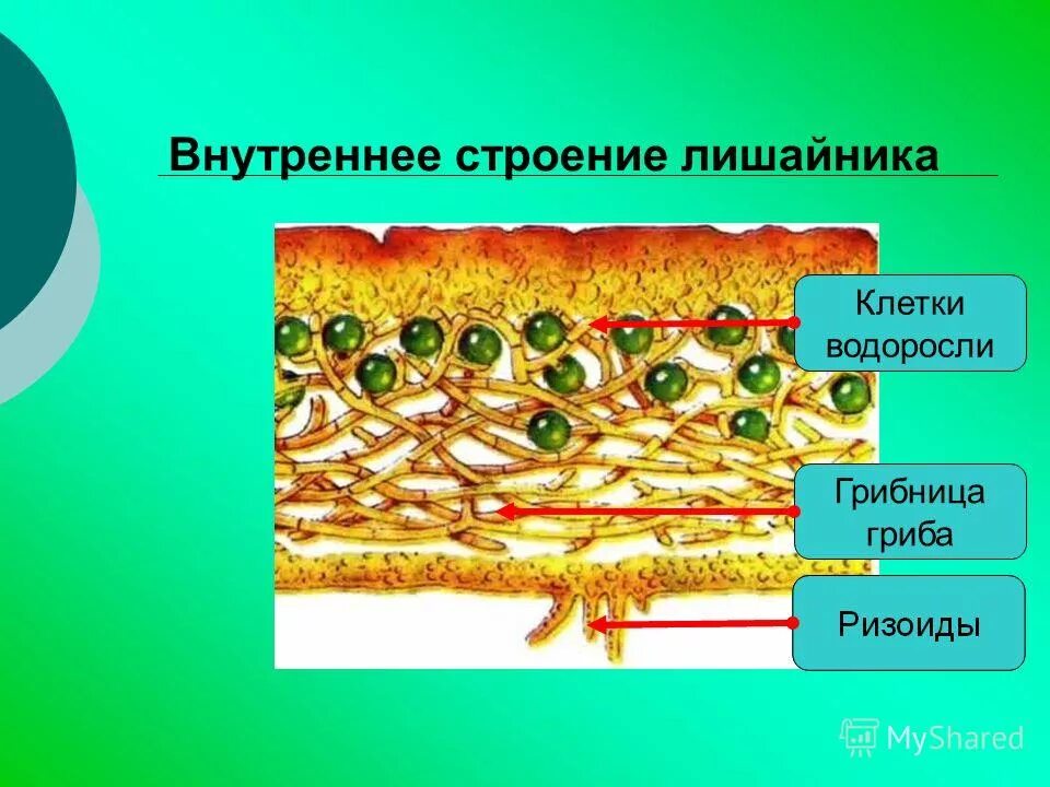 Водоросль в лишайнике выполняет функции