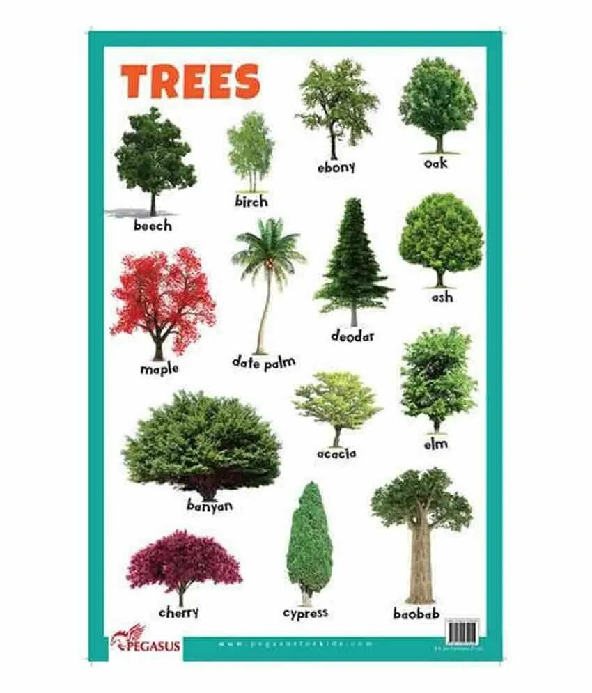 Латинские названия деревьев. Психология деревья с названиями. tree chart.