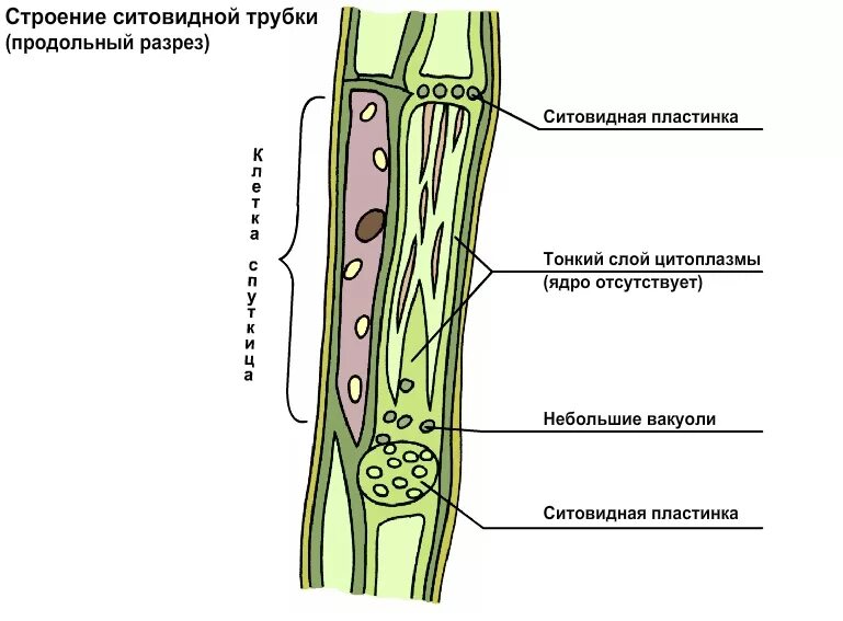 Строение ситовидных трубок растения. Проводящие ткани растений ситовидные трубки. Ткани растений сосуды и ситовидные трубки. Ткани растений структура ситовидные трубки. Флоэма транспорт