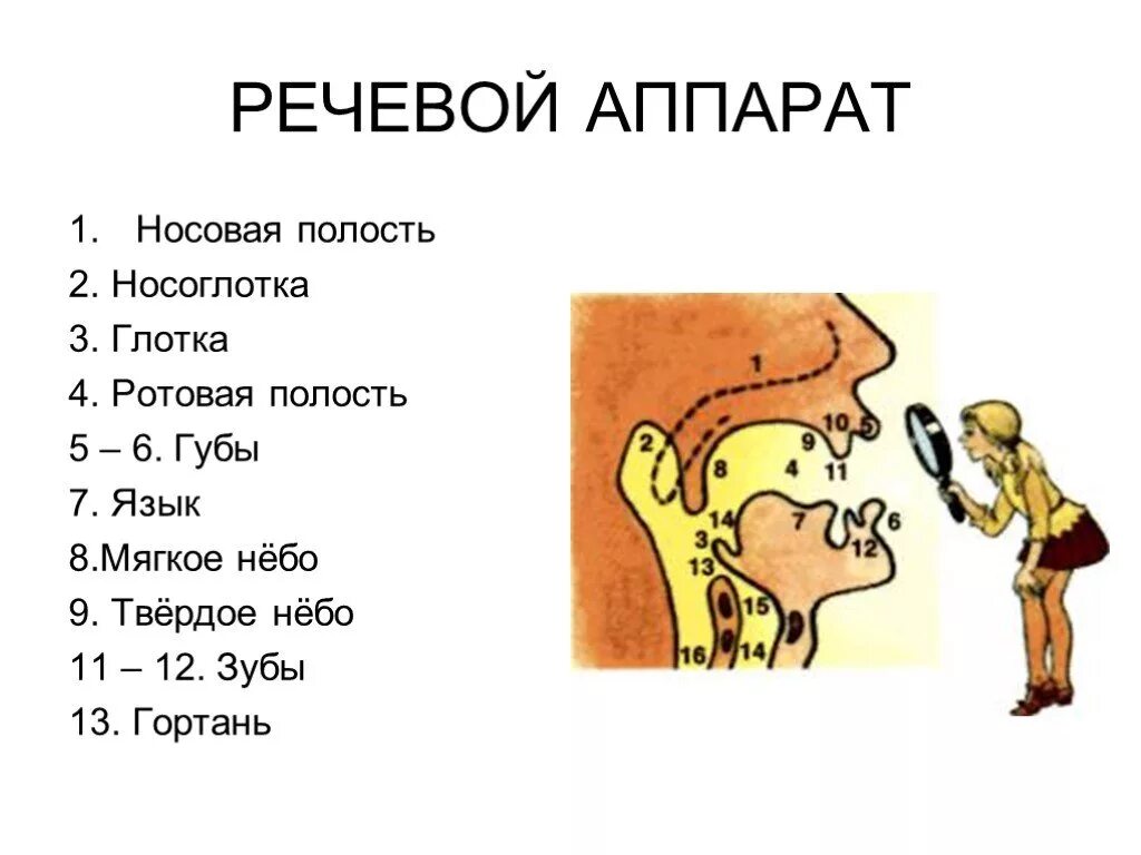 Строение речевого аппарата. Речевой аппарат. Речевой аппарат рисунок. Строение речевого аппарата схема.