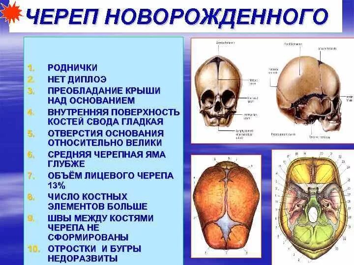 Роднички черепа анатомия. Внутреннее основание черепа новорожденного. Череп новорожденного анатомия. Кости черепа новорожденного роднички.