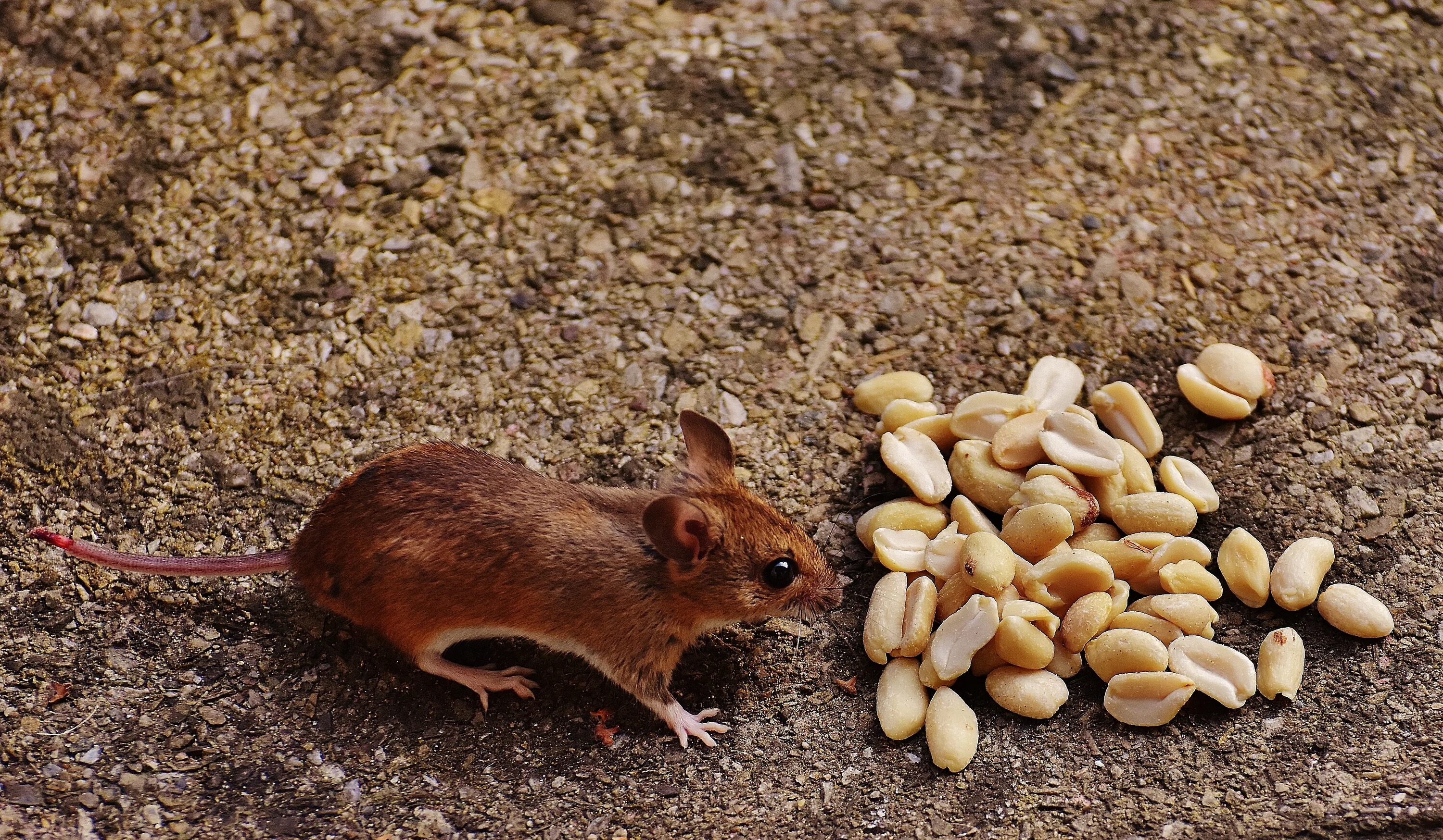 Длинные мыши. Коричневая мышь. Мышь и зерно. Коричневый грызун. Мышка с зерном.