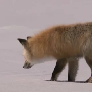Лиса мышкует зимой видео