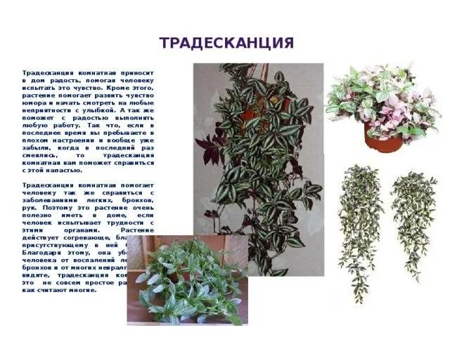 Традесканция миртолистная. Традесканция комнатное растение. Традесканция гвианская. Традесканция польза