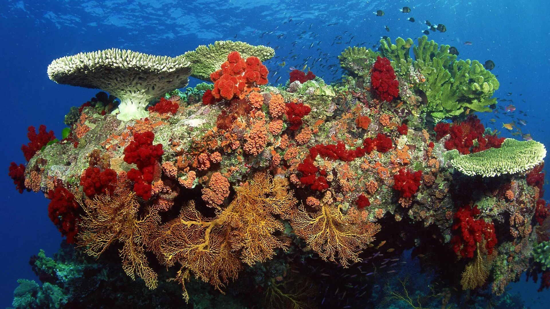 Underwater coral. Барьерный риф кораллы. Рифы в океане. Риф Туббатаха Филиппины. Мезоамериканский Барьерный риф.