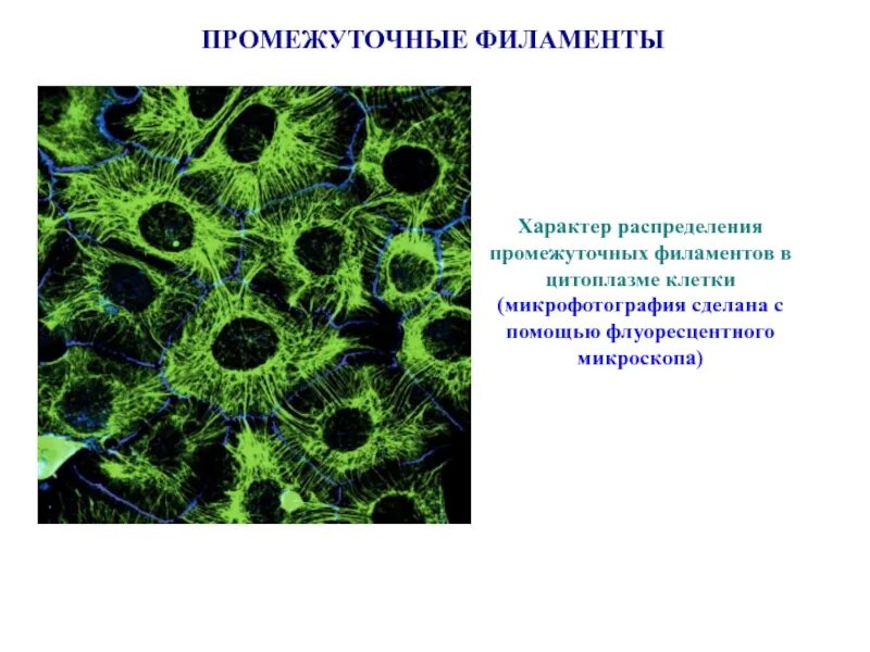 Промежуточные биология. Тип кишечнополостные. Промежуточные клетки кишечнополостных функции и строение. Промежуточные биология. Шевелистые клетки гидры.