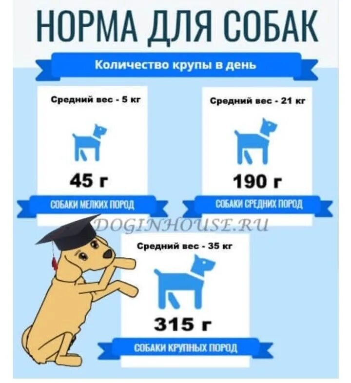 Сколько нужно есть собаке