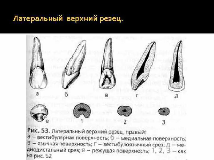 Клыки поверхность зуба