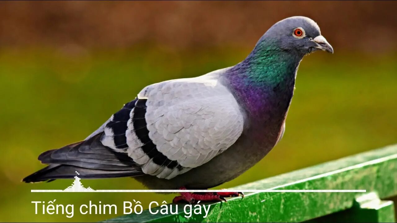 Голуб о ю. Коричневый сизый голубь. сизый голубь белый. породистые голуби. редкие голуби.