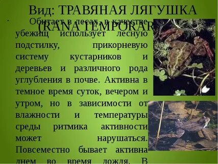 Травяная лягушка особенности