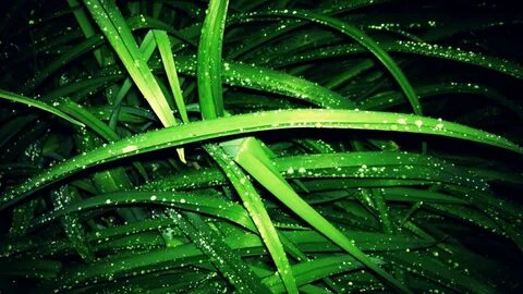Plant color