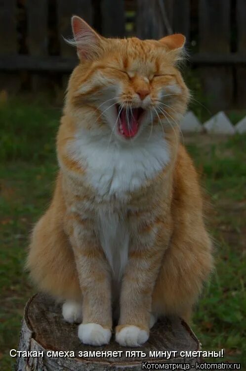 один точный удар в челюсть заменяет 3 часа воспитательной беседы. говорят деньги и смех продлевают жизнь. смех заменяет стакан сметаны. смех спасет мир. смех заменяет стакан сметаны.