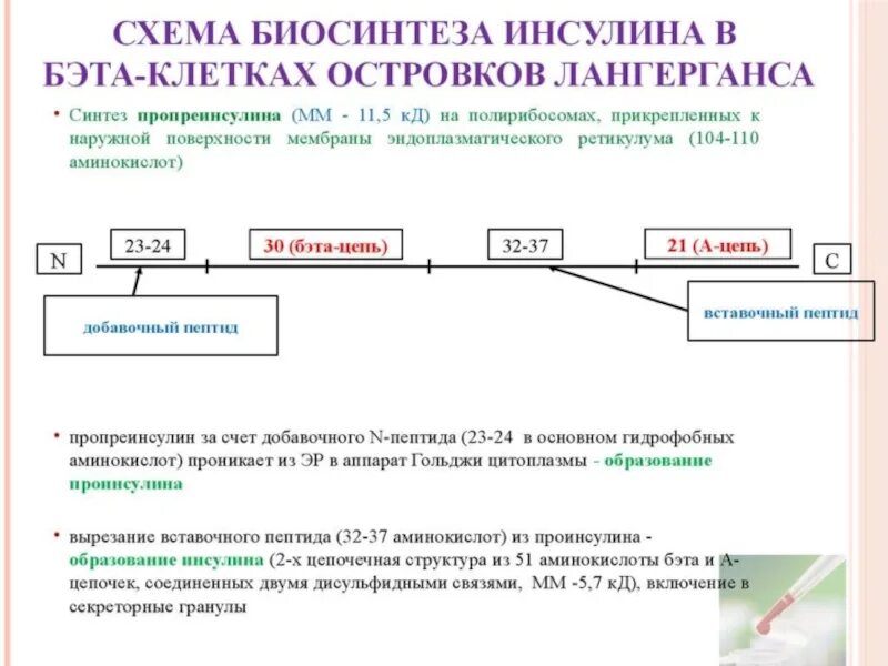 Участвует в синтезе инсулина. Этапы синтеза гормона инсулина. Биосинтез инсулина схема. Инсулин, этапы синтеза инсулина. Регуляция секреции инсулина биохимия.