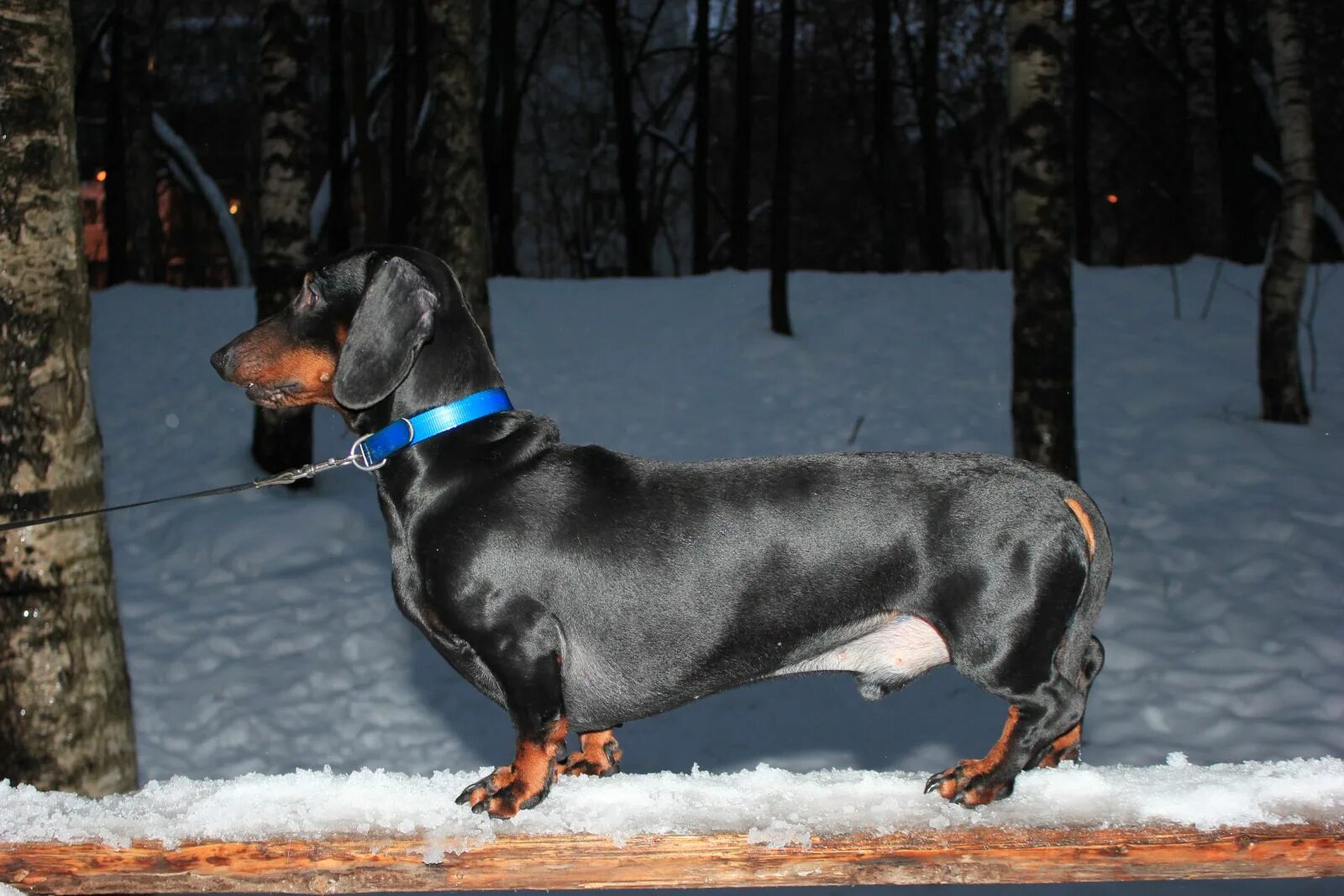 Чистокровная такса. Таксы в донецке. Вязка таксы. Кабель таксы для вязки. Вязка такс.