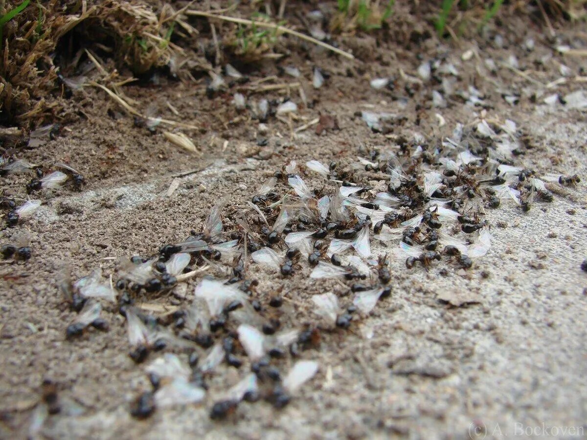 Крылатых муравьев. Нашествие крылатые муравьи. Муравьи жнецы гнездо. Крылатые муравьи. Гнездо муравьев.