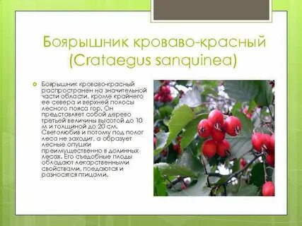 Боярышник строение