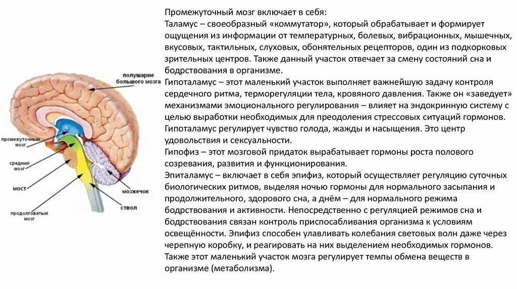 Строение головного мозга гипофиз. Строение головного мозга гипоталамус и гипофиз. таблица промежуточный мозг таламус. промежуточный мозг функции гипофиз. структуры головного мозга таламус.