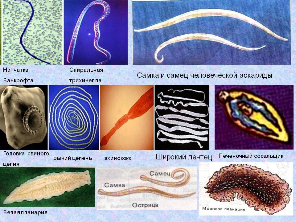 Паразитические черви Тип круглые черви. Круглые черви паразиты Острица. Геогельминты плоские черви. Строение внутренних паразитов