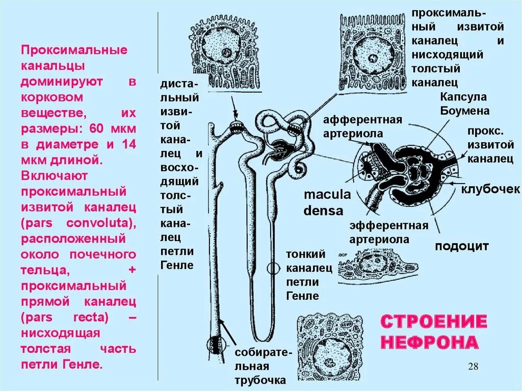 Петля извитого канальца нефрона. Проксимальный извитой каналец почки гистология. Почечные канальцы строение. Почечные канальца нефрона гистология. Эпителий нефрона.