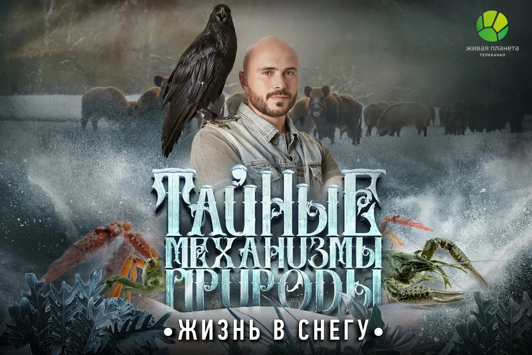 Песня живая планета. Живая планета животные. Живая планета игра. Песня живая планета. Живой дождь.