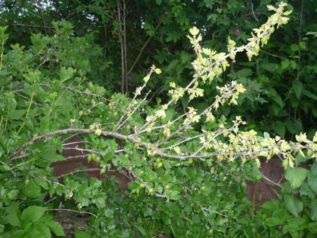 Вилт смородины. Куст смородины пожухли. Смородина сохнут ветки. Засыхание ветвей. Вертициллез крыжовника.