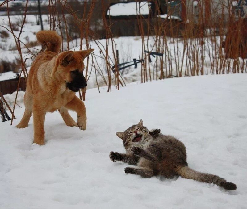 Пришли друзья опять друзья пришли. Зима кот и пёс. Кот и собака. Собака тащит кота.