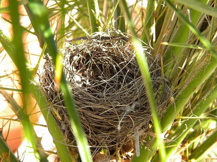 Plant nest. Гнездо белки Гайно. Гнездо репела. Buphagus гнездо. Ширли Джексон "Птичье гнездо".