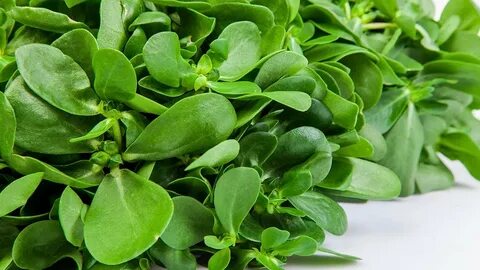 Seks porno katta gozal eshak va dumba