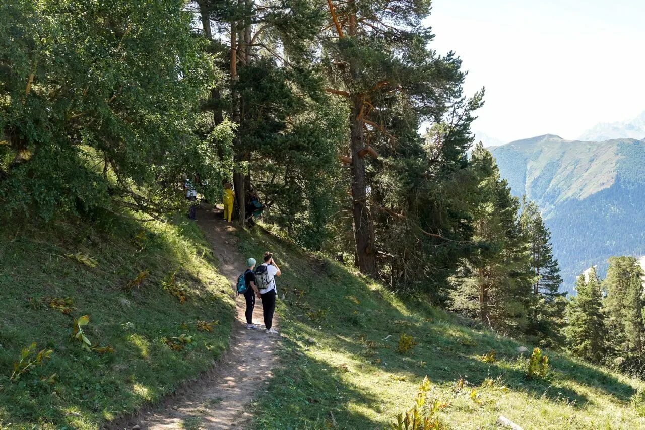 Сосновый лес архыз. Гостиница архыз синара. Сосновый архыз. Сосновый рай архыз. Сосновый берег архыз.