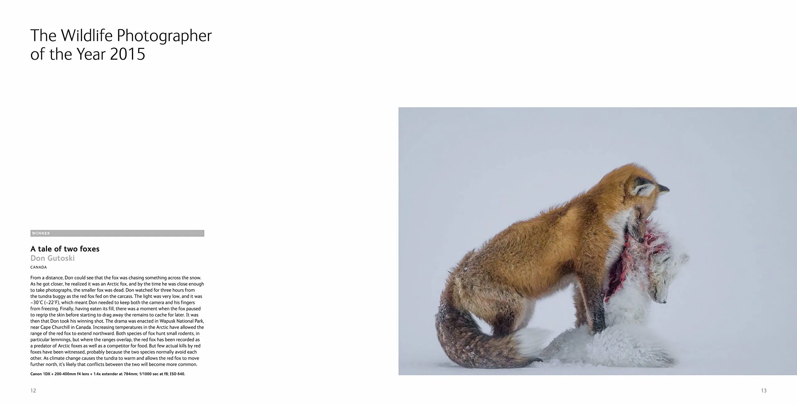 Wildlife photographer of the year. Спальник ред Фокс Арктик. Nathan dell Wildlife photographer таблица. Red Fox Arctic -20. Wildlife ответы