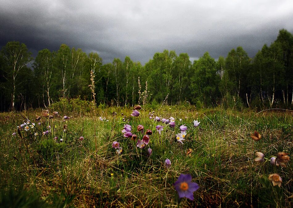 «лес на острове нарген» («девственный лес»). посреди поляны. поле лес. шапель де фер. лесная поляна.