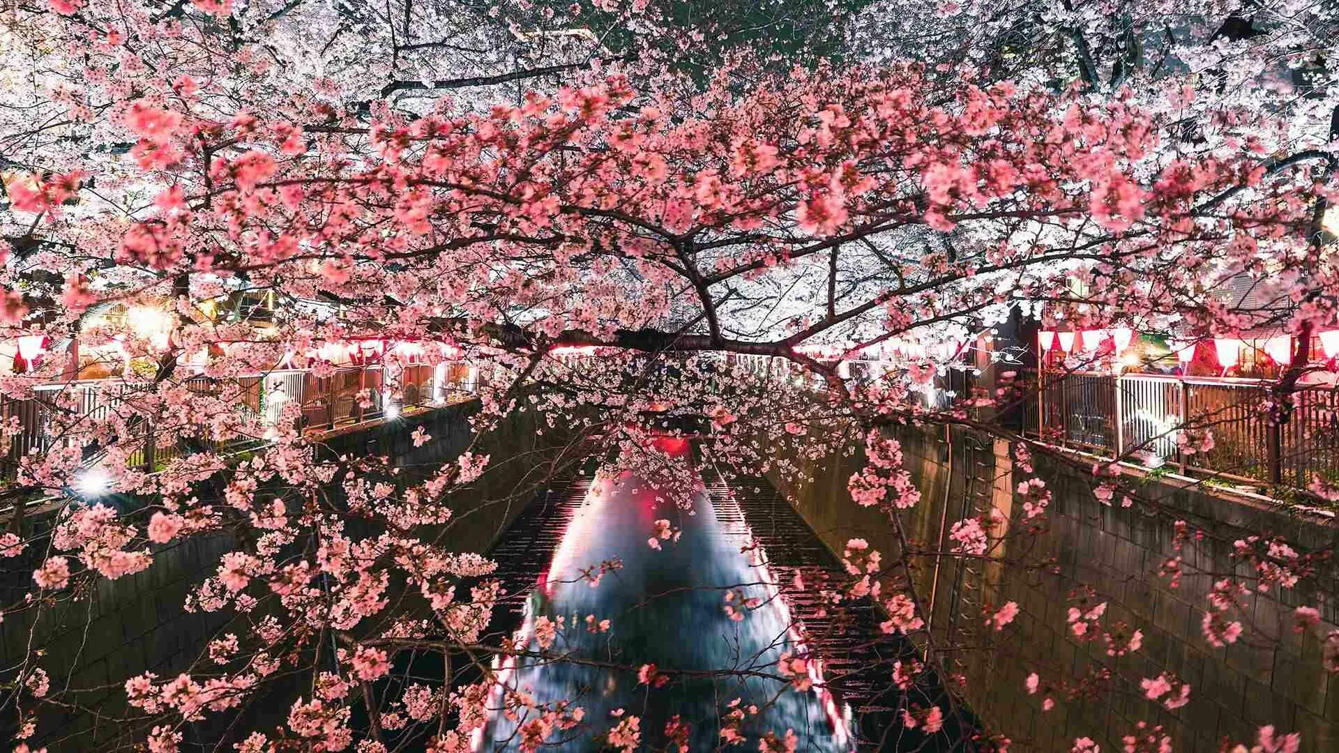Сакура кустовая "Ханами". Япония Токио Сакура. Праздник цветения вишни Сакуры. Праздник цветения вишни Сакуры в Японии.