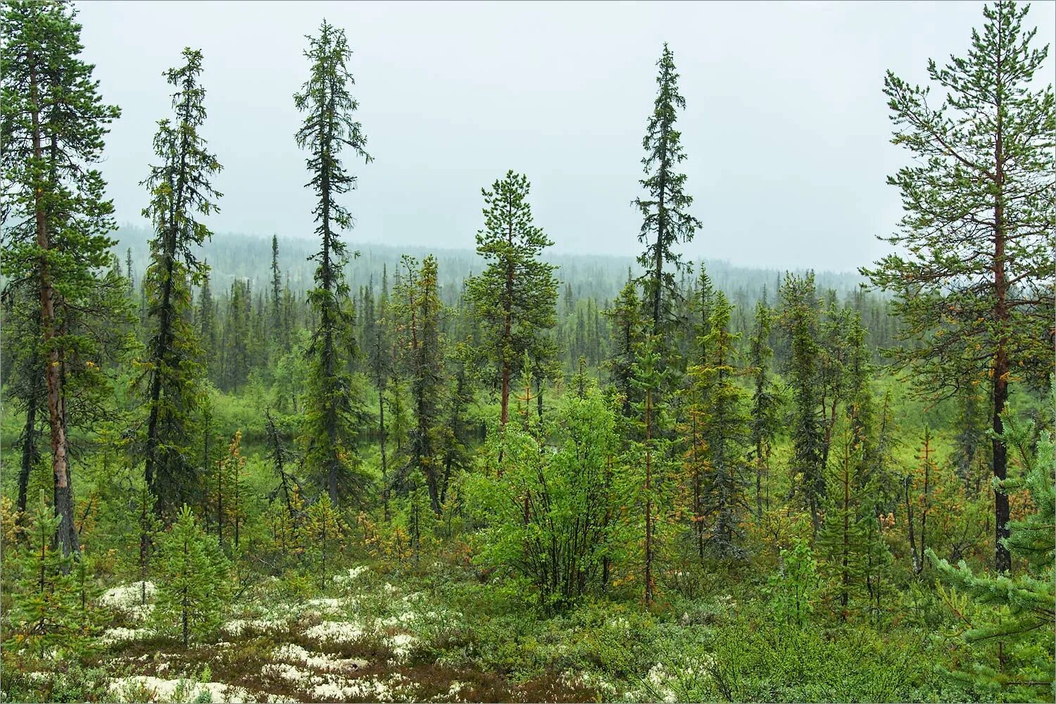 Хвойные леса какая природная зона. Лиственничная Тайга Восточной Сибири. Редкостойная Лиственничная Тайга. Северная Тайга Западной Сибири.