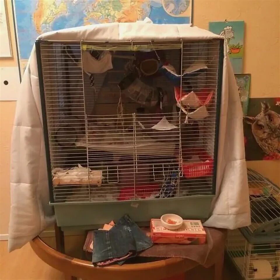 клетка накрытая полотенцем. накрытая клетка с попугаем. можно ли накрывать клетку. собачья клетка в интерьере. можно ли накрывать клетку.