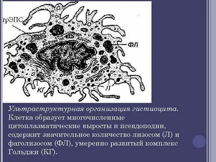 Макрофаги гистиоциты
