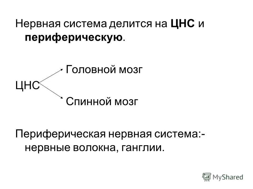 Нервная система делится на. Периферическая нервная система делится на. Центральная нервная система делится на. Центральная система делится на.