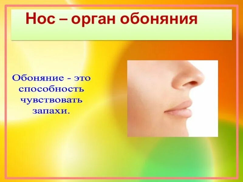 Обоняние предложения. Органы чувств обоняние. Органы чувств нос. Нос обоняние. Орган обоняния презентация.