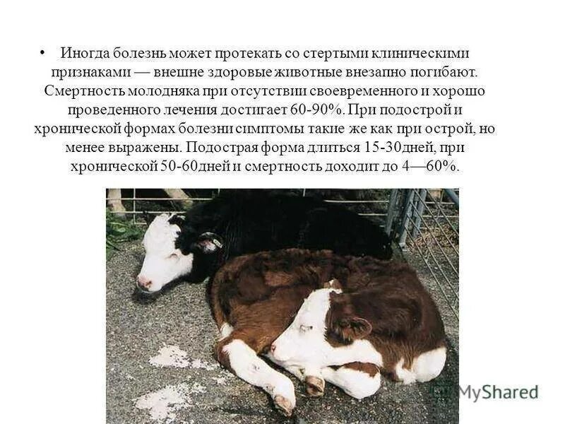 Беломышка у телят. Беломышечная болезнь молодняка. Бронхопневмония молодняка крс. Колибактериоз молодняка крс. Беломышечная болезнь крс.