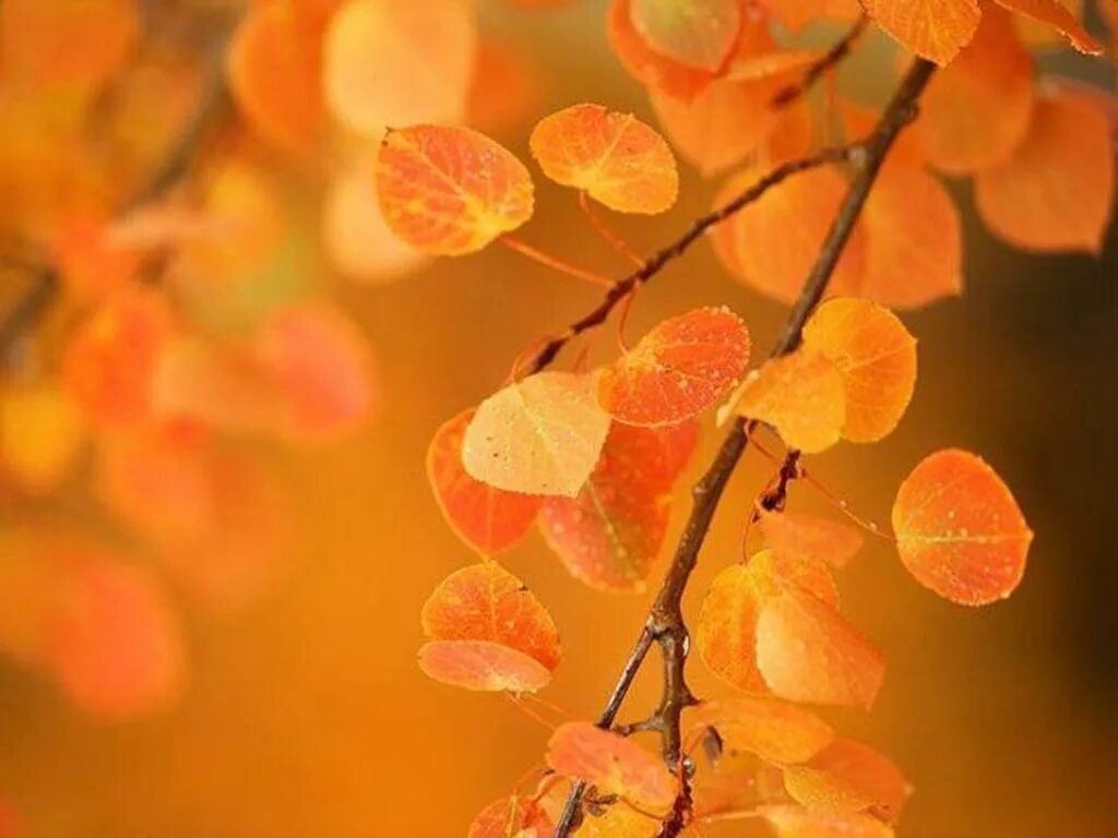 Осина осенью. Листья осины осенью. Листья Осинки осенью. Осина осень. Осинка листья осенью