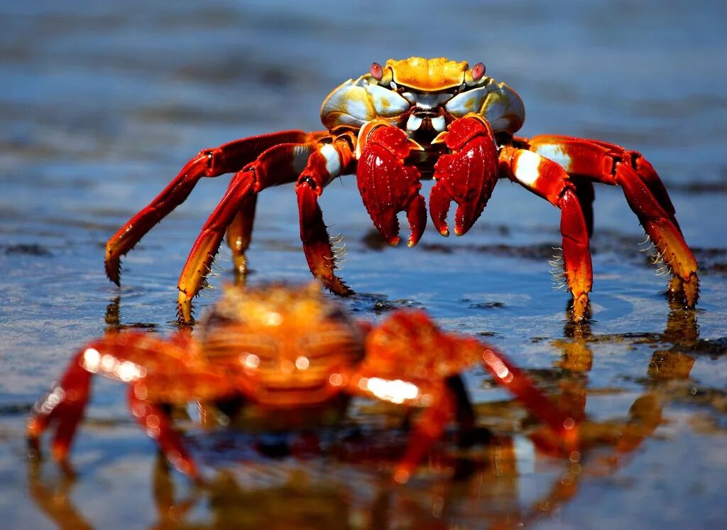 Sally Lightfoot Crab. Краб фото. Красивый краб. Краб цветной. Краб беспозвоночный