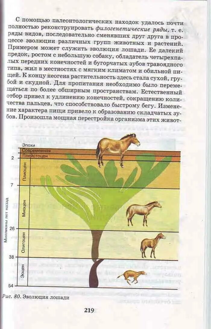 Биология 9 класс рост и развитие ребенка. Филогенетический ряд лошади. Биология 9 класс Пасечник Каменский читать. Учебник по биологии 9 класс Пасечник Каменский читать.