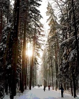 Лыжный парк мещерский